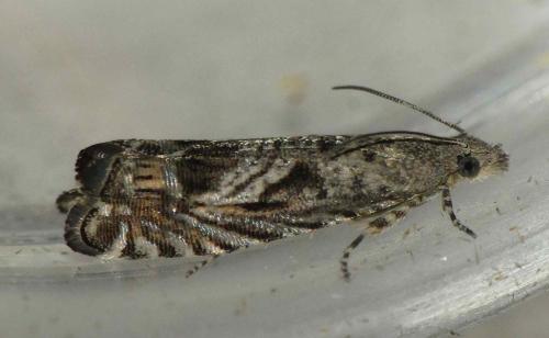 Selania leplastriana